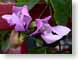 LDvignaCaracalla.jpg Flora Flora - Flower Blossoms purple lavendar lavender green corkscrew flower