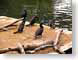 LLfowl.jpg Fauna birds avian animals photography zoo