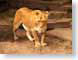 LLlion.jpg Fauna mammals animals photography