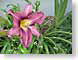 LMbig.jpg Flora Flora - Flower Blossoms
