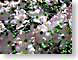LMdogwoodOne.jpg Flora Flora - Flower Blossoms
