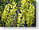 LMgoldChainThree.jpg Flora Flora - Flower Blossoms yellow