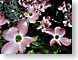 LMpinkOne.jpg Flora Flora - Flower Blossoms