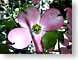 LMpinkTwo.jpg Flora Flora - Flower Blossoms