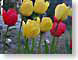 LMtulipsOne.jpg Flora Flora - Flower Blossoms yellow ruby red