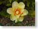 LN02Narcissus.jpg Flora - Flower Blossoms photography closeup close up macro zoom yellow orange