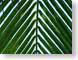 LN09palm.jpg Flora leaves leafs palm trees green photography