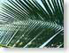 LN11palm.jpg Flora leaves leafs palm trees green