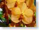 LNascocendaSuksa.jpg Flora - Flower Blossoms photography closeup close up macro zoom orange yellow