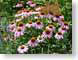 LNconeFlowersP.jpg Flora - Flower Blossoms green pink photography