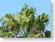 LNfan.jpg Flora leaves leafs palm trees green blue photography