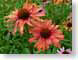 LNfireEchinacea.jpg Flora - Flower Blossoms photography closeup close up macro zoom green red