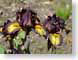 LNirisDidgeridoo.jpg Flora - Flower Blossoms photography closeup close up macro zoom purple lavendar lavender burgundy