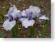 LNirisForeverBlu.jpg white Flora - Flower Blossoms purple lavendar lavender closeup close up macro zoom photography