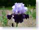 LNirisHabit.jpg Flora - Flower Blossoms purple lavendar lavender closeup close up macro zoom photography