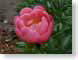 LNpaeoniaPink.jpg Flora - Flower Blossoms photography closeup close up macro zoom red green