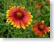 LNpaintedDaisy.jpg Flora - Flower Blossoms yellow closeup close up macro zoom red orange photography