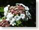 LNviburnum.jpg white Flora - Flower Blossoms closeup close up macro zoom pink photography