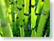 LYgreenBamboo.jpg Flora