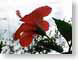 MAL01Uraguay.jpg Flora - Flower Blossoms closeup close up macro zoom photography