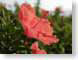 MAL01hibiscus.jpg Flora - Flower Blossoms photography closeup close up macro zoom pink hawai'i hawaiian islands