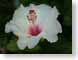 MAL02hibiscus.jpg white Flora - Flower Blossoms green closeup close up macro zoom photography