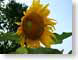 MAL02sunflower.jpg Flora - Flower Blossoms yellow green closeup close up macro zoom photography