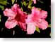 MALazaleas.jpg Flora - Flower Blossoms closeup close up macro zoom photography pink
