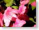 MALbottomsUp.jpg Flora - Flower Blossoms pink photography closeup close up macro zoom