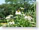 MALbutterflies.jpg Fauna insects bugs Flora - Flower Blossoms green photography