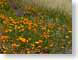 MALcaPoppies.jpg Flora - Flower Blossoms orange photography