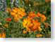 MALorange.jpg Flora - Flower Blossoms photography