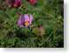 MALpurpleDaisies.jpg Flora - Flower Blossoms photography closeup close up macro zoom purple lavendar lavender
