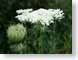 MALqueenAnneLace.jpg white Flora - Flower Blossoms green closeup close up macro zoom photography