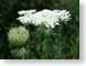 MALqueenAnneLace.jpg Flora - Flower Blossoms photography closeup close up macro zoom white green