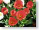 MALsfTulips.jpg Flora - Flower Blossoms photography closeup close up macro zoom red green