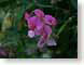 MALsweetPeas.jpg Flora - Flower Blossoms purple lavendar lavender green closeup close up macro zoom photography