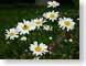 MALwhiteDaisies.jpg Flora - Flower Blossoms photography green white