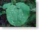 MAblackrockDew.jpg Flora leaves leafs green photography blackrock mountain lake