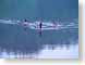 MAblackrockGeese.jpg Fauna birds avian animals lakes ponds water loch photography