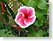 MAredMalwa.jpg Flora strawberry pink Flora - Flower Blossoms leaves leafs