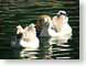MB02birdsOnPond.jpg Fauna birds avian animals lakes ponds water loch photography