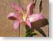 MBautumnLily.jpg Flora - Flower Blossoms photography clouds pink woodgrain wood grain