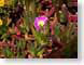 MBcaFlower.jpg Flora Flora - Flower Blossoms