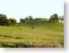 MBcowsGrazing.jpg Fauna grass Landscapes - Rural green photography cows bovine mammals animals