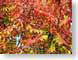 MBfallFoliage.jpg Flora leaves leafs yellow fall colors red photography