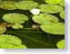 MBfrogs.jpg Fauna Flora amphibians animals lakes ponds water loch green
