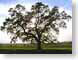 MBmajesticOak.jpg Flora california photography tree branches