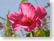 MBpinkHibiscus.jpg Flora - Flower Blossoms closeup close up macro zoom blue photography