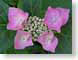 MBpinkHydrangea.jpg Flora - Flower Blossoms closeup close up macro zoom photography leaves leafs green